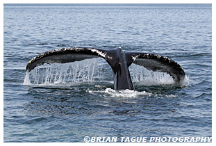 Humpback Whale Fluke