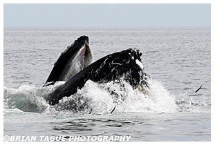 Humpback Whale feeding Stellwagen Bank