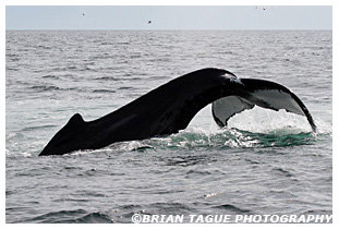 Humpback Whale kick feeding