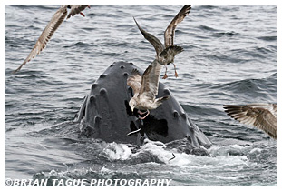Humpback Whale feeding Stellwagen Bank