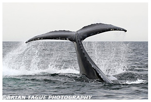 Humpback Whale Fluke