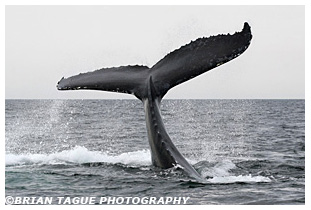 Humpback Whale Fluke
