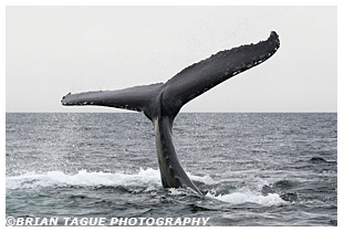 Humpback Whale Fluke