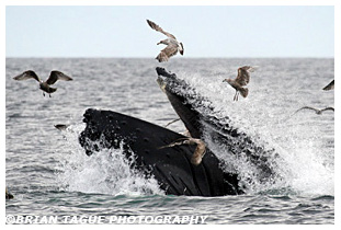 Humpback Whale feeding Stellwagen Bank