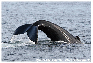 Humpback Whale Fluke