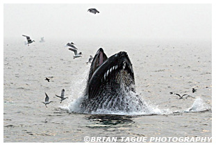 Humpback Whale feeding Stellwagen Bank