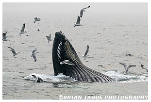 Humpback Whale feeding Stellwagen Bank