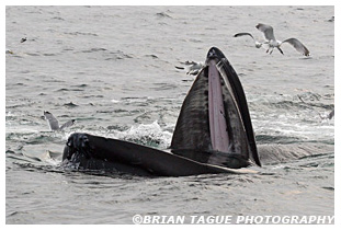 Humpback Whale feeding