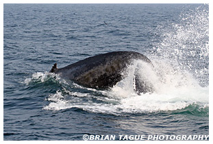 Humpback Whale kick feeding