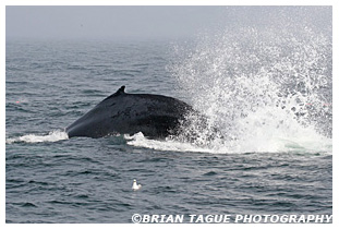 Humpback Whale kick feeding
