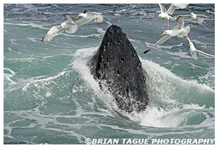 Humpback Whale