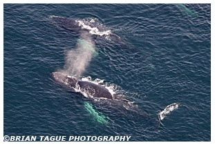 Humpback Whales Aerial