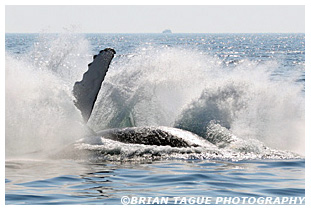 Humpback Whale breaching Stellwagen Bank