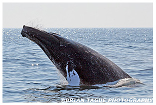 Humpback Whale breaching Stellwagen Bank