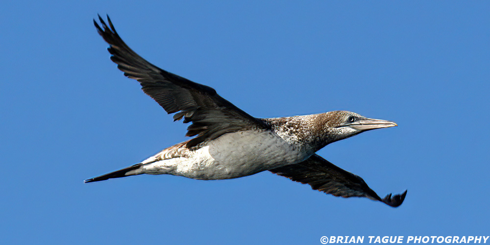 orthernGannet-424_4685-crp1