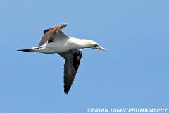 NorthernGannet-421 3899-crp1-150-4