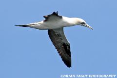 NorthernGannet-421 3900-crp1-150-4