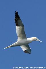 NorthernGannet-421 3931-crp1-150-4