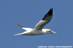 NorthernGannet-421 3934-150-4