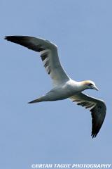 NorthernGannet-421 5020-crp3-150-4