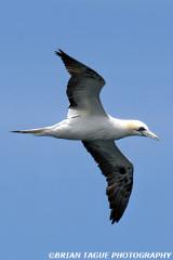 NorthernGannet-421 5023-crp1-150-4
