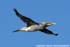 NorthernGannet-424 4685-crp1-150-4