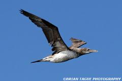 NorthernGannet-424 4686-crp1-150-4