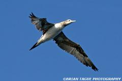 NorthernGannet-424 4689-crp1-150-4