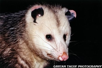 Opossum-485-20