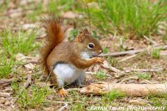 RedSquirrel-446 3859-150-4