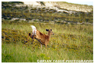 White-Tail Deer