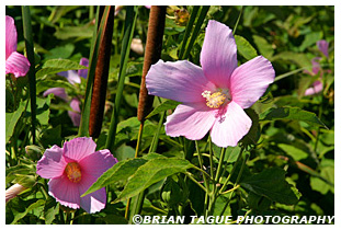 Marsh Mallow