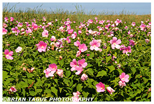 Marsh Mallow