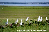 Snowy Egrets & Black-crowned Night-Heron