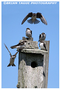 Tree Swallows