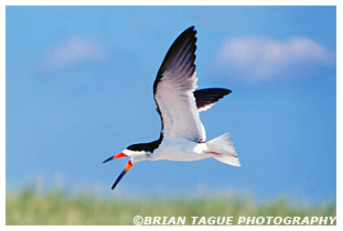 Black Skimmer