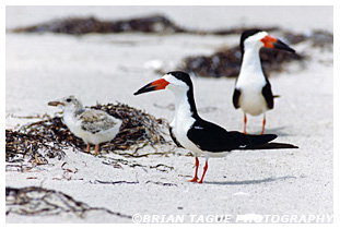 Black Skimmer Family