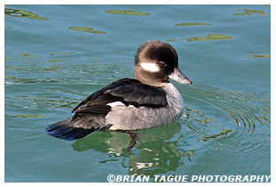 Bufflehead