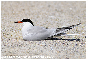 Common Tern