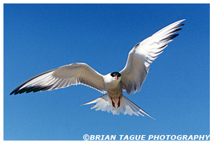 Common Tern