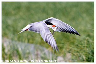 Common Tern with fish