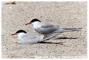 Common Terns