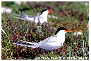 Common Terns