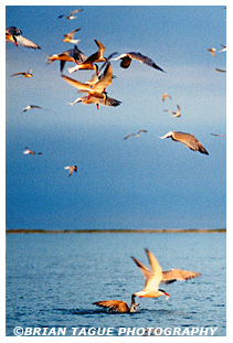 Common Terns Feeding