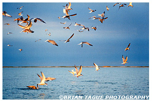 Common Terns Feeding