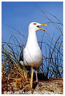 Herring Gull