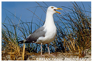 Herring Gull