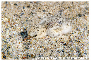 Least Tern chick