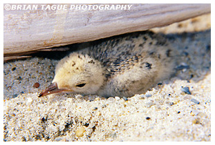 Least Tern chick