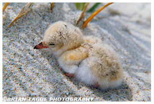 Least Tern chick